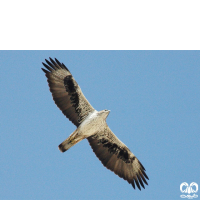 گونه عقاب دو برادر Bonellis Eagle